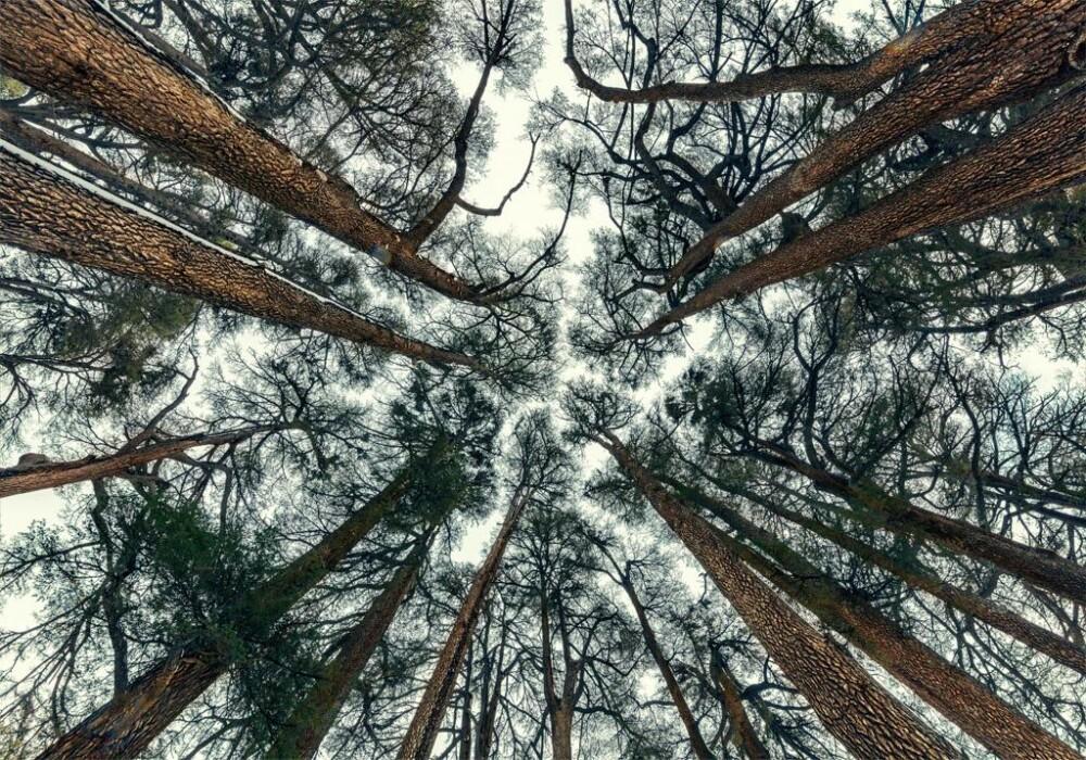 אמצע היער מבט למעלה