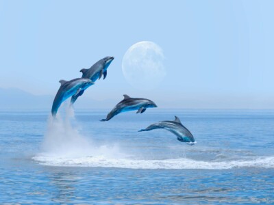 דולפינים על רקע ים ושמיים