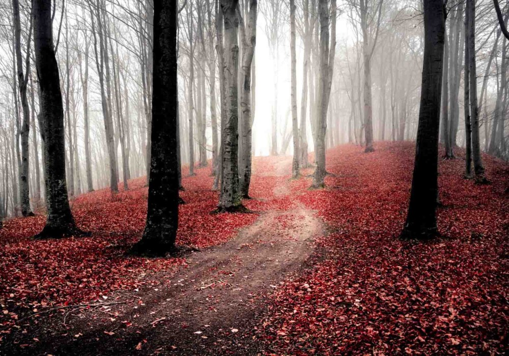 יער אדום