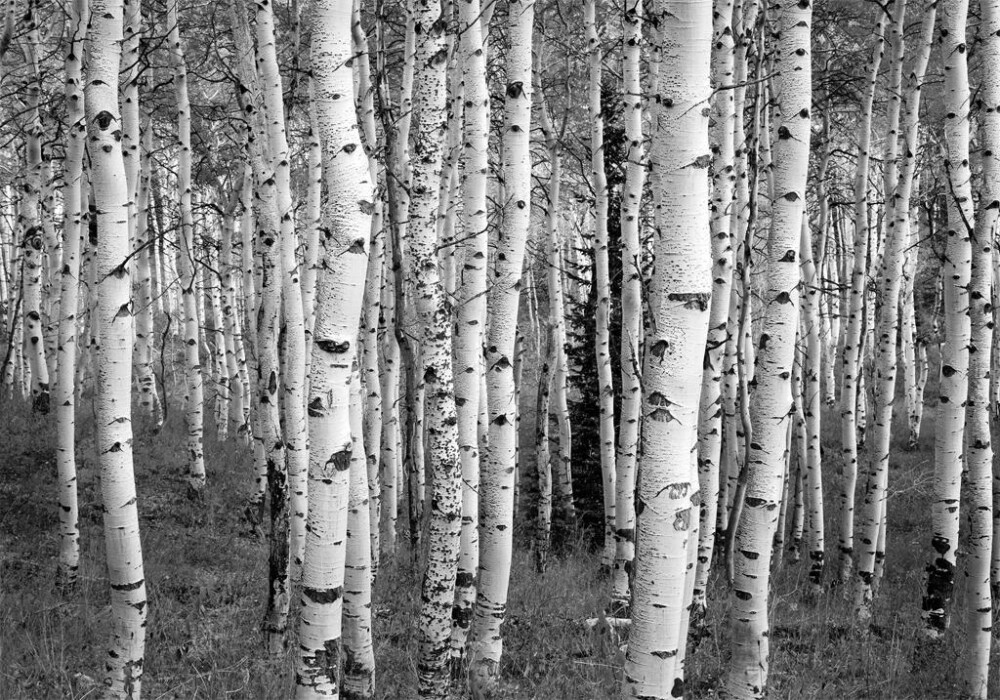 יער בשחור לבן