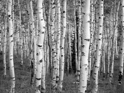 יער בשחור לבן