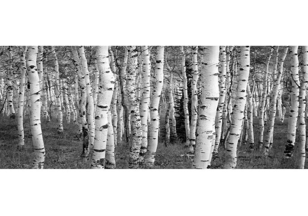 יער בשחור לבן פנורמי