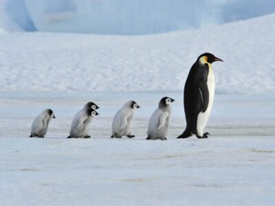 משפחת פינגווינים מהלכים