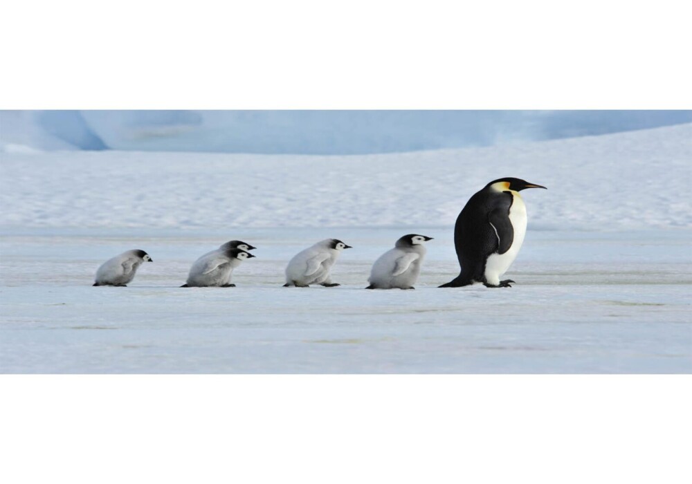 משפחת פינגווינים מהלכים2