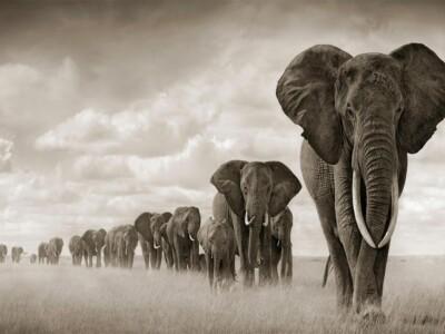 עדר פילים באופק