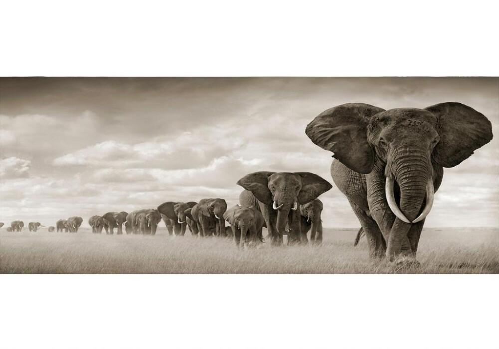 עדר פילים באופק פנורמי