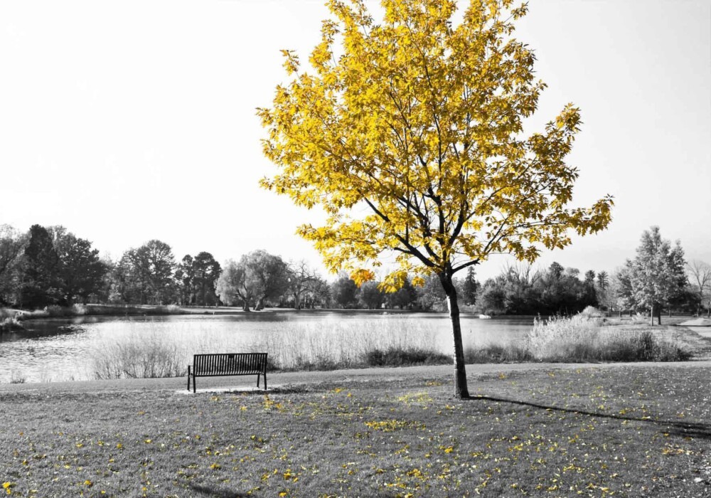 עץ צהוב ביום אפור
