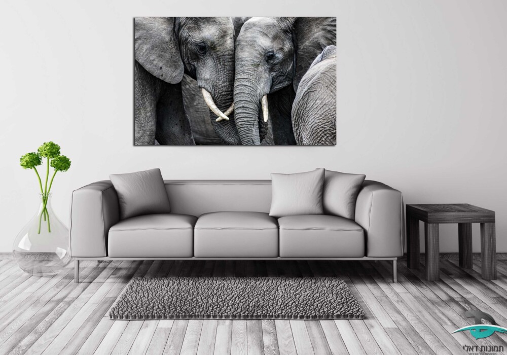 אהבת פילים