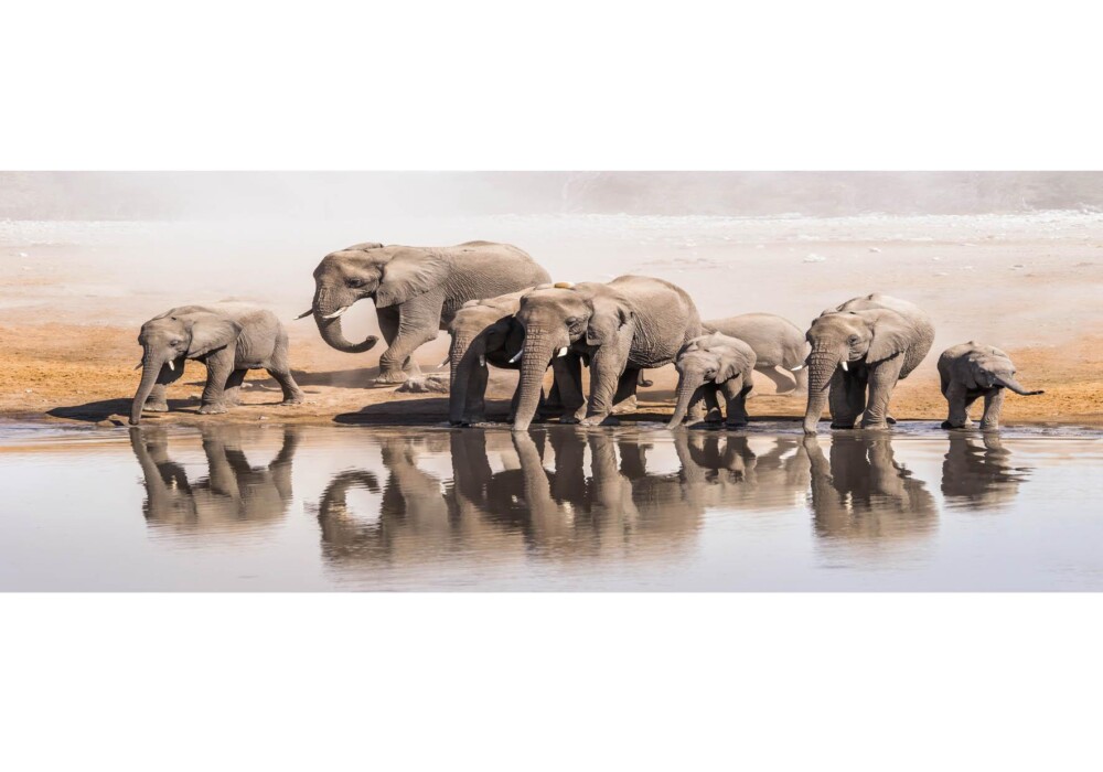 פילים על מים (1)