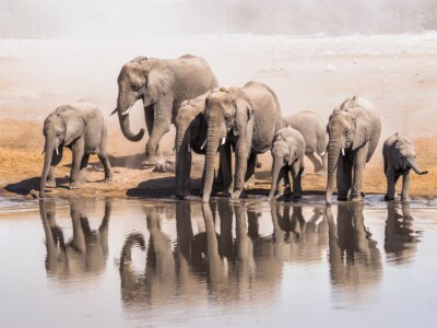 פילים על מים