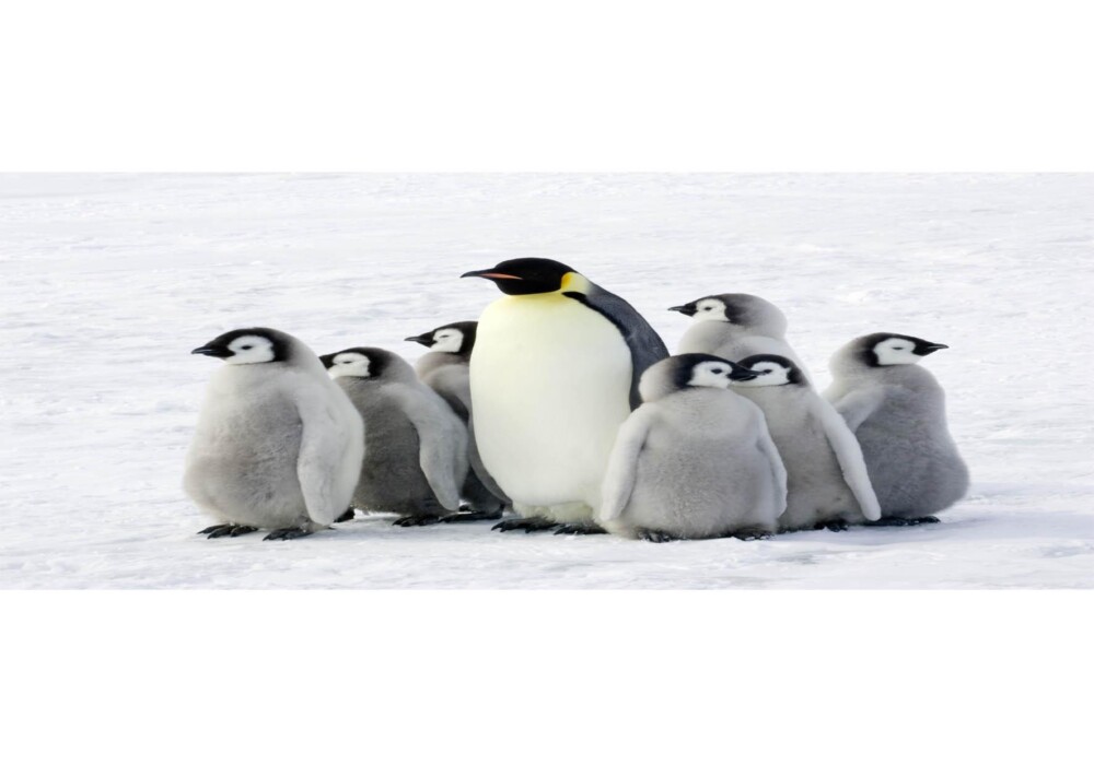 פינגווינים על קרח