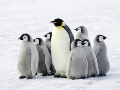 פינגווינים על קרח