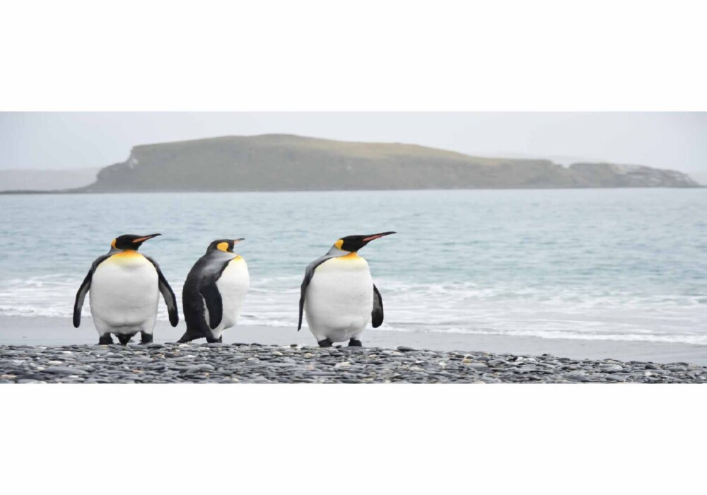 פינגווינים על חוף הים1