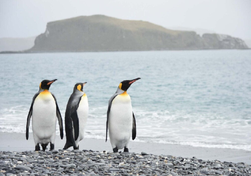 פינגווינים על חוף הים