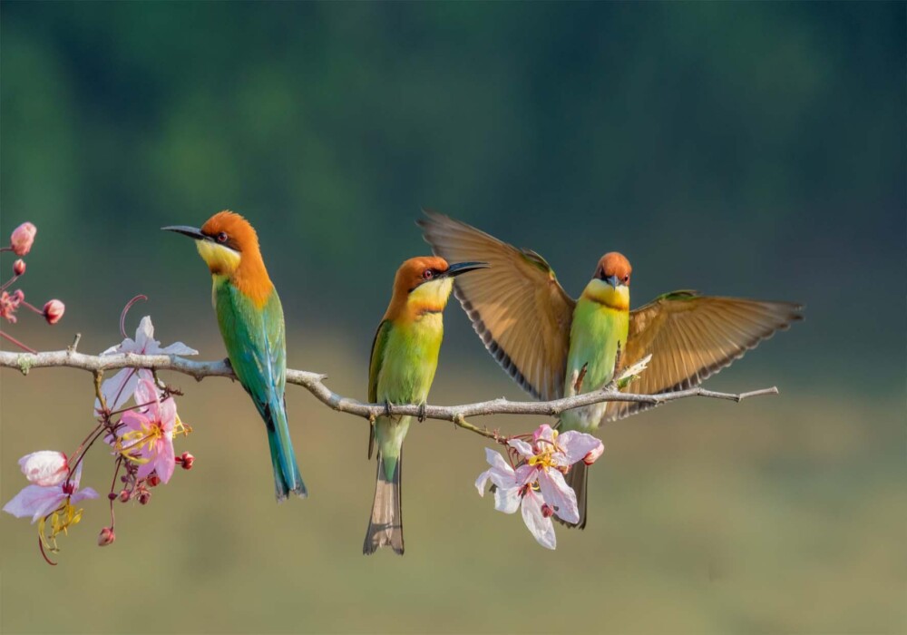 משפחת ציפורים צבעונית