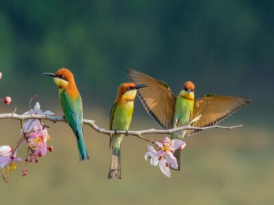 משפחת ציפורים צבעונית