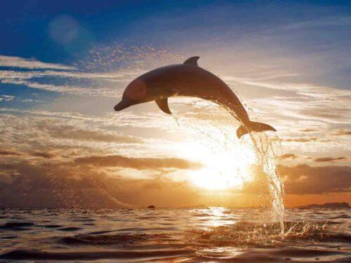 קפיצת דולפין (1)