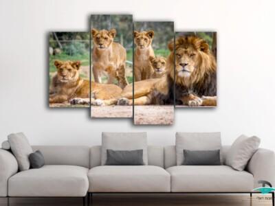 תמונות מחולקות משפחת האריות